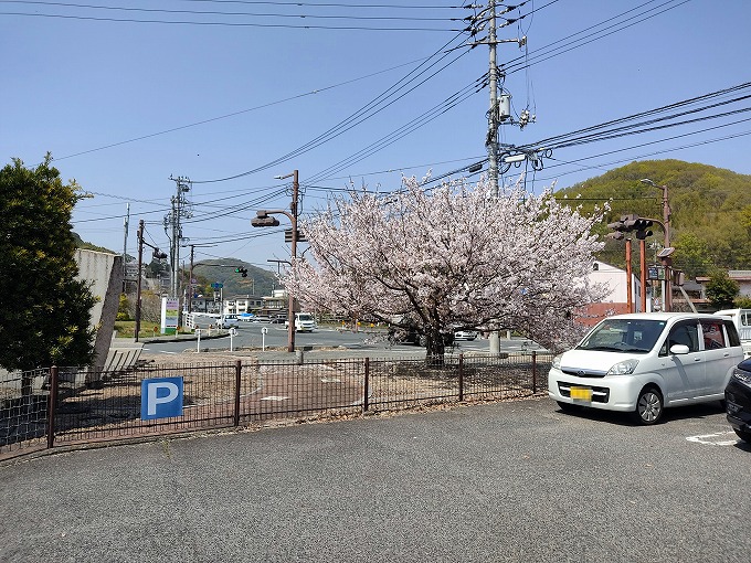 駐車場の桜が満開